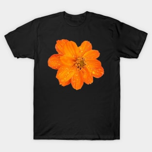 Vibrant Orange Sulfur Cosmos T-Shirt